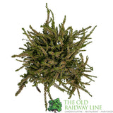 Calluna 'Garden Girls Mix' Heather Plant - 11cm Pot