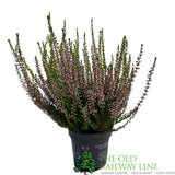 Calluna 'Garden Girls Trio Mix' Heather Plant - 11cm Pot