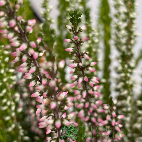Calluna 'Garden Girls Trio Mix' Heather Plant - 11cm Pot