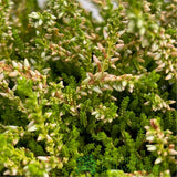 Calluna 'Garden Girls Mix' Heather Plant - 11cm Pot