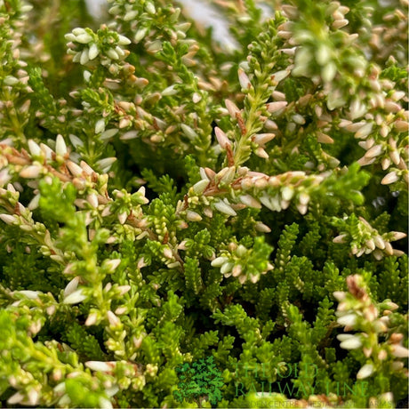 Calluna 'Garden Girls Mix' Heather Plant - 11cm Pot
