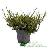 Calluna 'Garden Girls Mix' Heather Plant - 11cm Pot