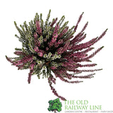Calluna 'Garden Girls Twin' Heather Plant - 12cm Pot