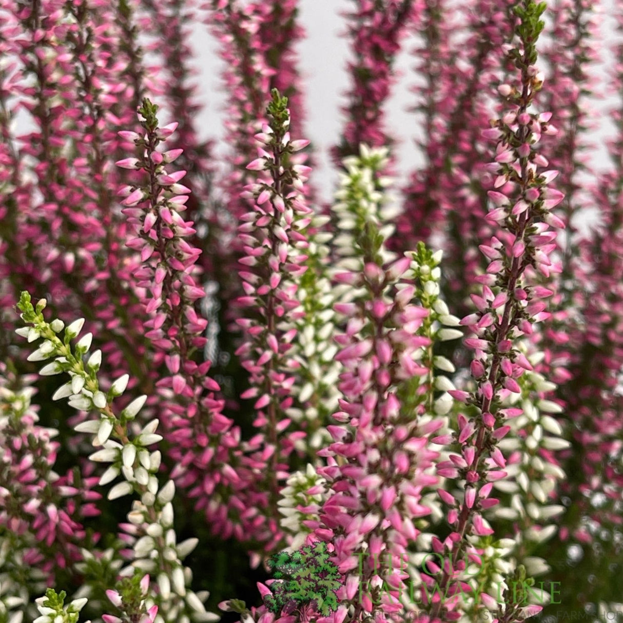 Calluna 'Garden Girls Twin' Heather Plant - 12cm Pot