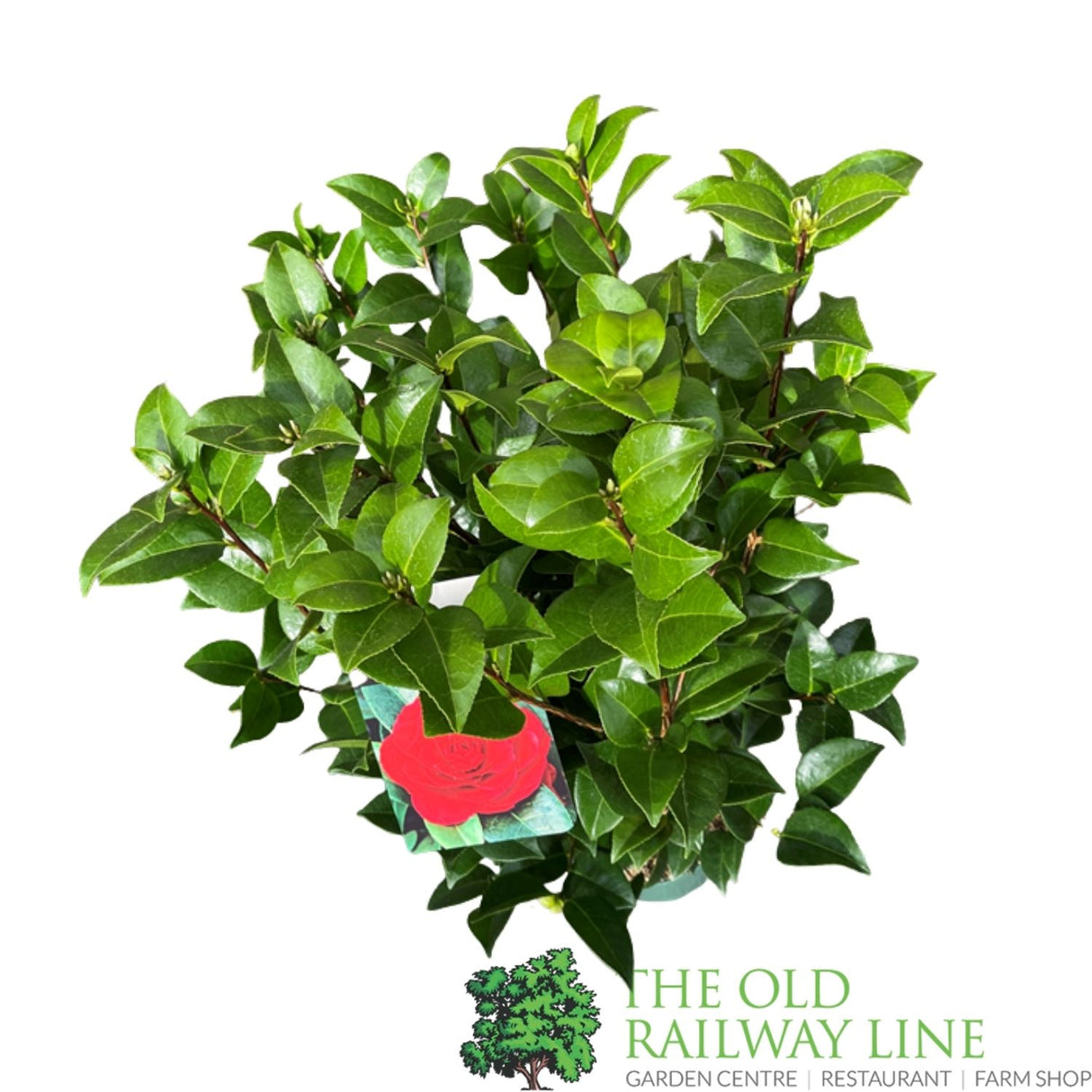 Camellia 'Black Lace' Plant - 5Ltr