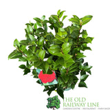 Camellia 'Black Lace' Plant - 5Ltr