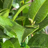 Camellia 'Black Lace' Plant - 5Ltr
