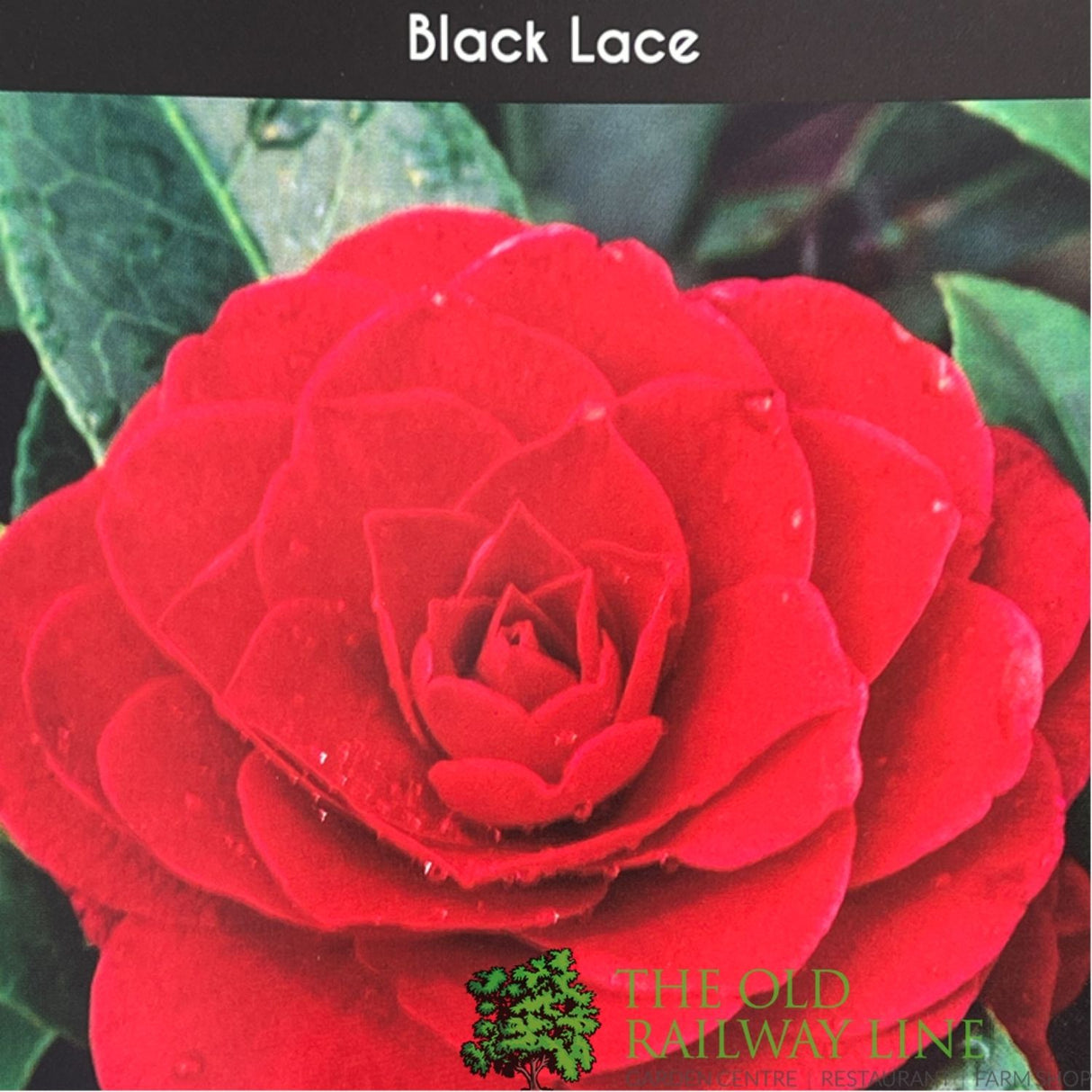 Camellia 'Black Lace' Plant - 5Ltr
