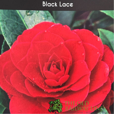 Camellia 'Black Lace' Plant - 5Ltr