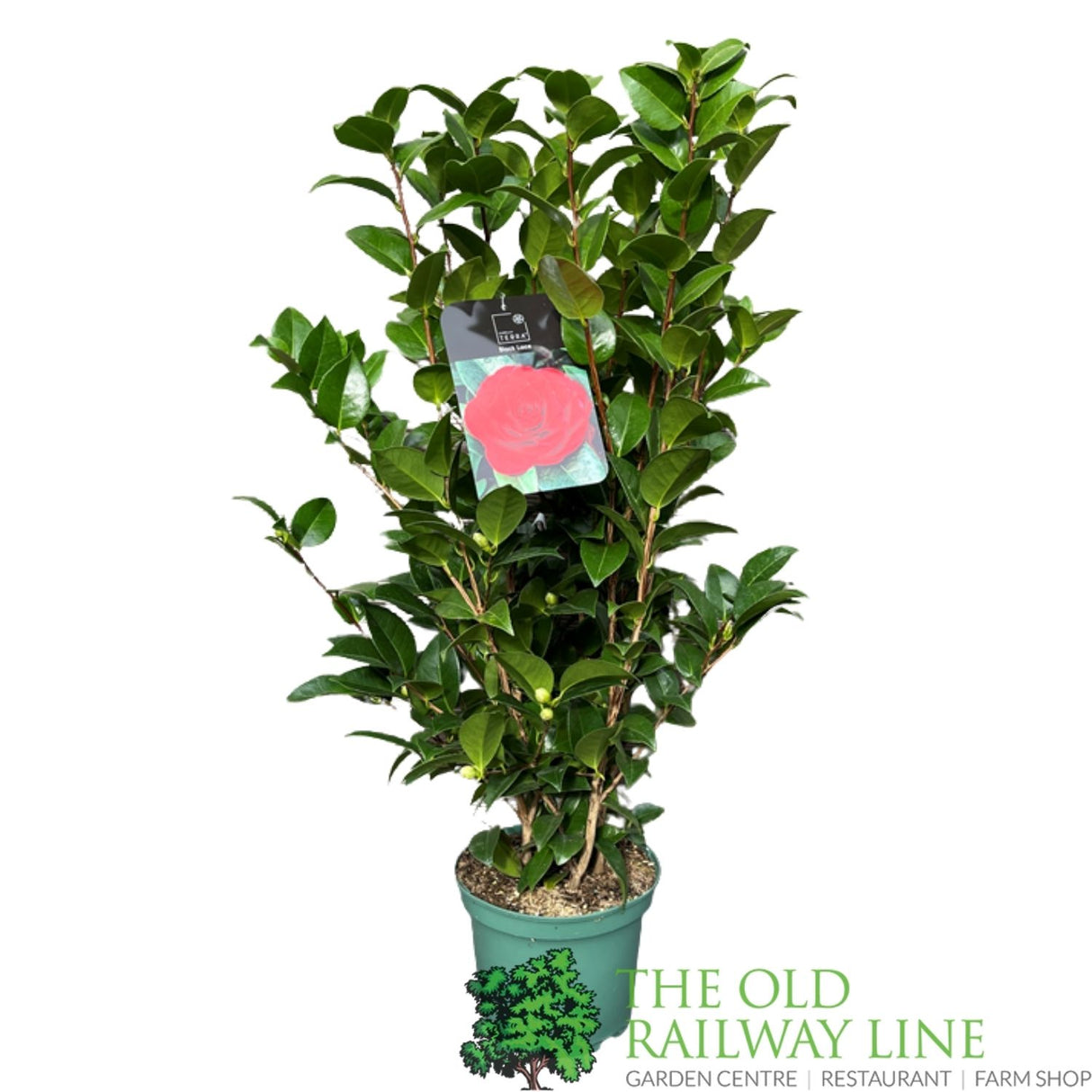 Camellia 'Black Lace' Plant - 5Ltr