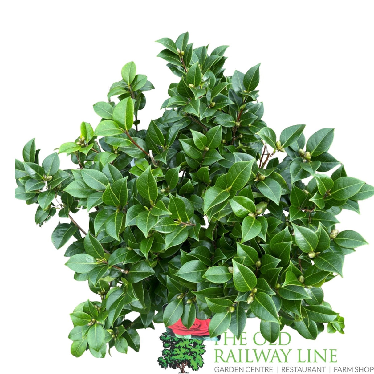 Camellia japonica 'Black Lace' Plant - 10Ltr Pot