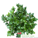 Camellia japonica 'Black Lace' Plant - 10Ltr Pot