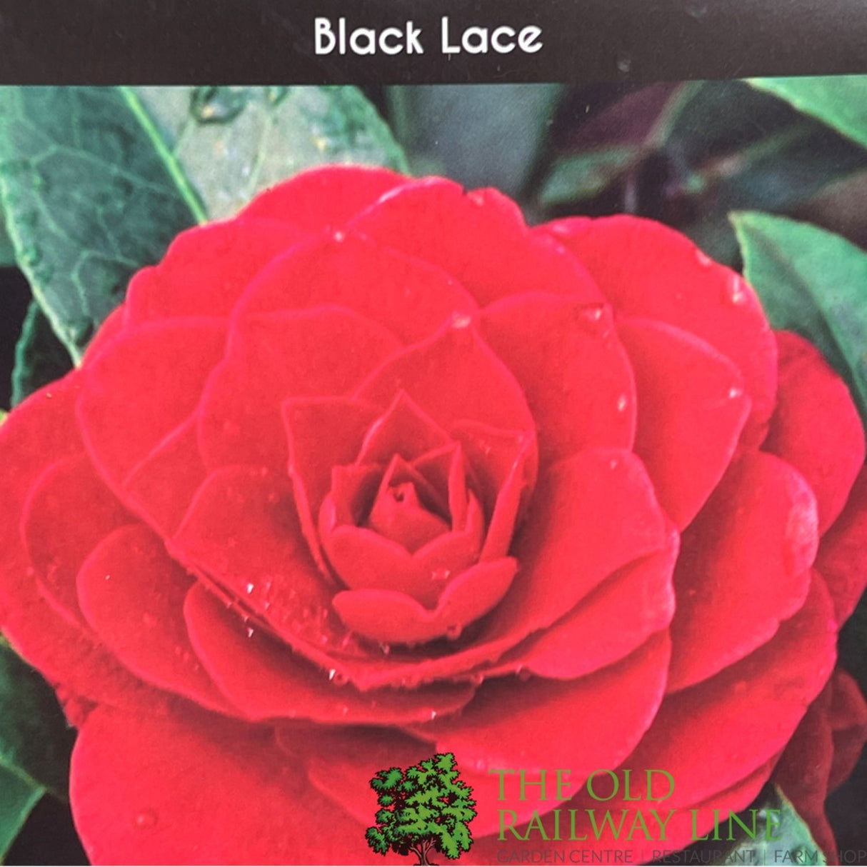 Camellia japonica 'Black Lace' Plant - 10Ltr Pot