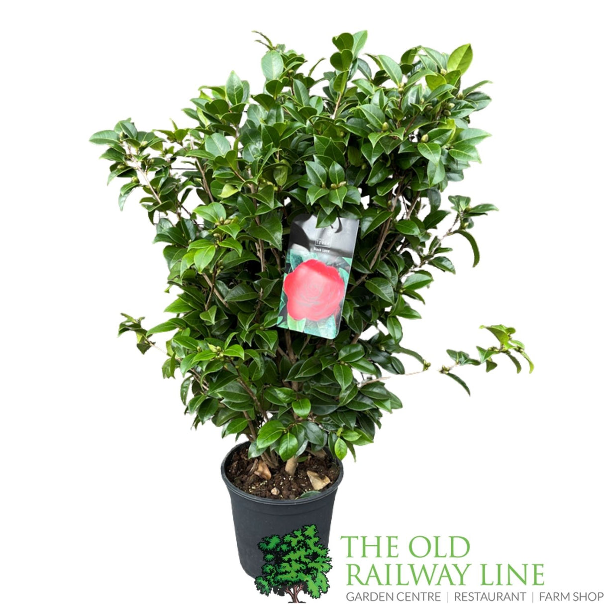 Camellia japonica 'Black Lace' Plant - 10Ltr Pot