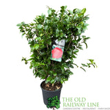Camellia japonica 'Black Lace' Plant - 10Ltr Pot