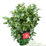 Camellia japonica 'Doctor King' Plant - 10 Ltr Pot