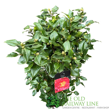 Camellia japonica 'Doctor King' Plant - 10 Ltr Pot
