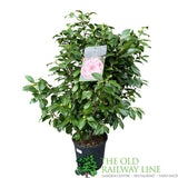 Camellia japonica 'Bonomiana' Plant - 10Ltr Pot