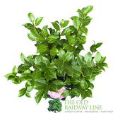 Camellia japonica 'Bonomiana' Plant - 5Ltr