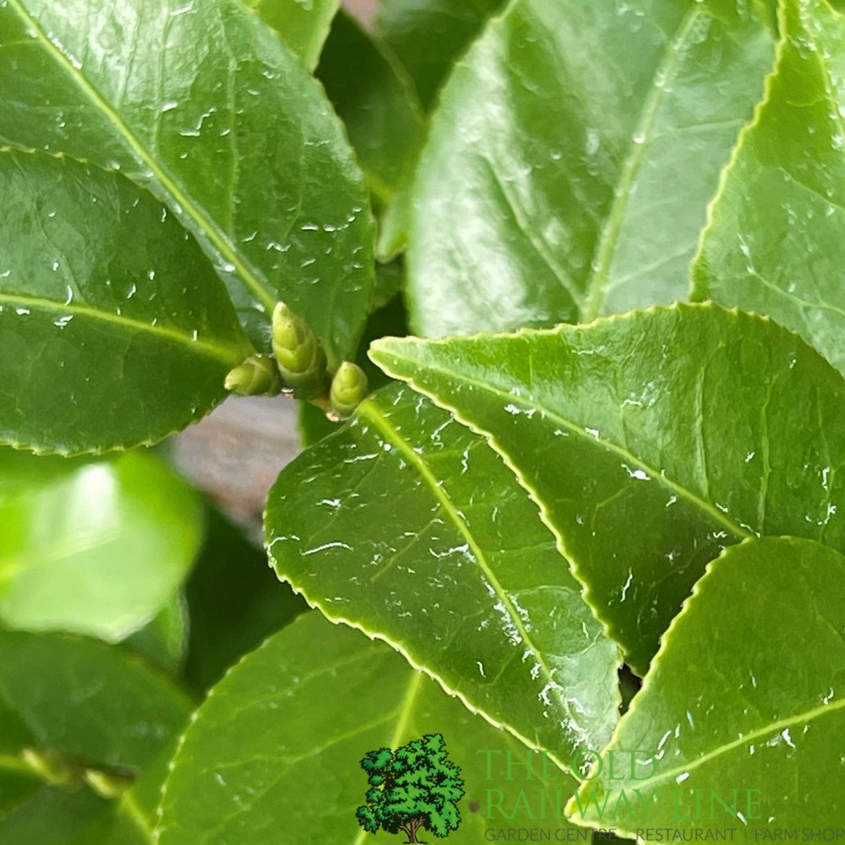 Camellia japonica 'Bonomiana' Plant - 5Ltr