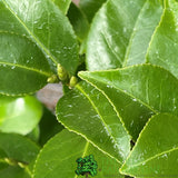 Camellia japonica 'Bonomiana' Plant - 5Ltr