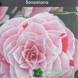 Camellia japonica 'Bonomiana' Plant - 5Ltr