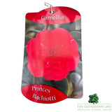 Camellia japonica 'Princess Bachiotti' Plant - 1.5Ltr Pot