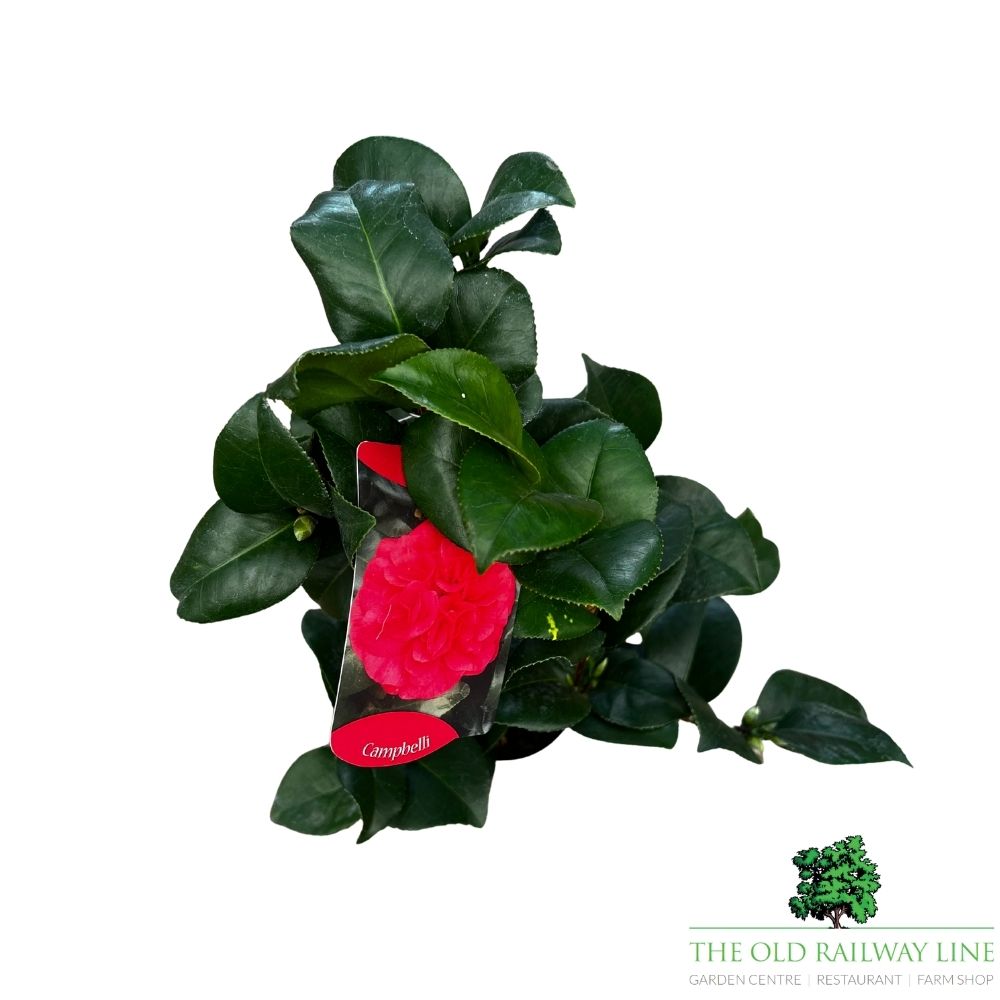 Camellia japonica 'Campbelli' Plant - 1.5Ltr Pot