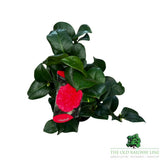 Camellia japonica 'Campbelli' Plant - 1.5Ltr Pot