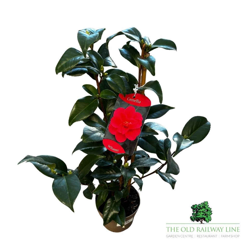 Camellia japonica 'Williamsi' Plant - 1.5Ltr Pot