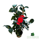 Camellia japonica 'Williamsi' Plant - 1.5Ltr Pot