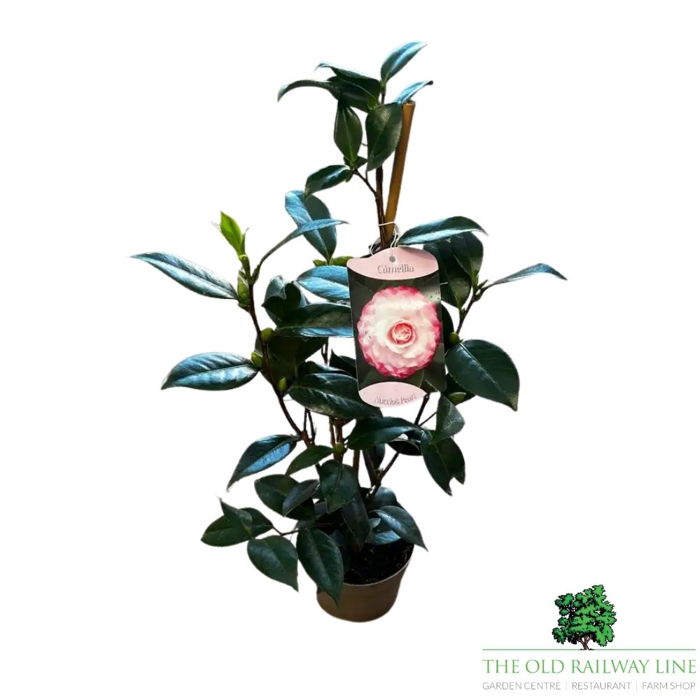 Camellia japonica 'Nuccios Pearl' Plant - 1.5Ltr Pot