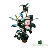 Camellia japonica 'Nuccios Pearl' Plant - 1.5Ltr Pot