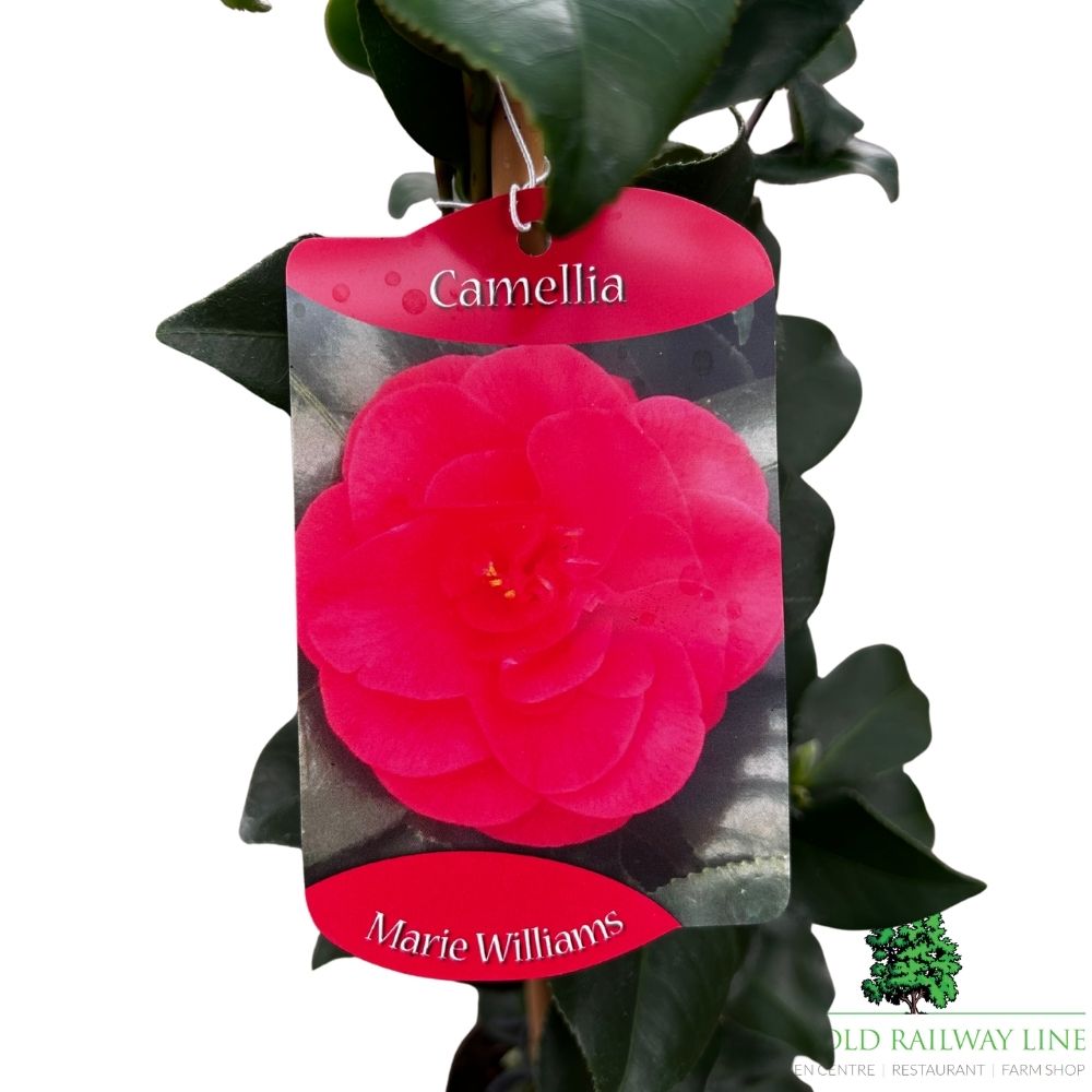 Camellia japonica 'Marie Williams' Plant - 1.5Ltr Pot