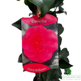 Camellia japonica 'Marie Williams' Plant - 1.5Ltr Pot