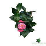 Camellia japonica 'Rick Off' Plant - 1.5Ltr Pot