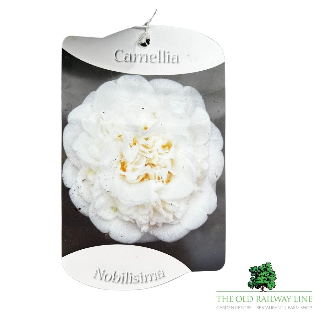 Camellia japonica 'Nobilisima' Plant - 1.5Ltr Pot