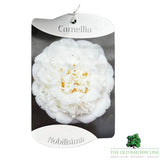 Camellia japonica 'Nobilisima' Plant - 1.5Ltr Pot