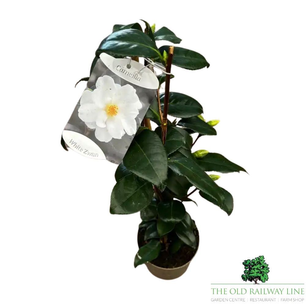 Camellia japonica 'White Swan' Plant - 1.5Ltr Pot