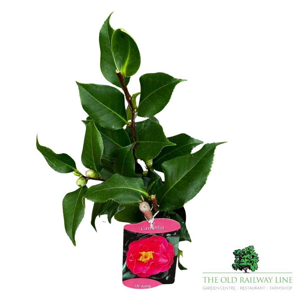 Camellia japonica 'Dr King' Plant - 1.5Ltr Pot