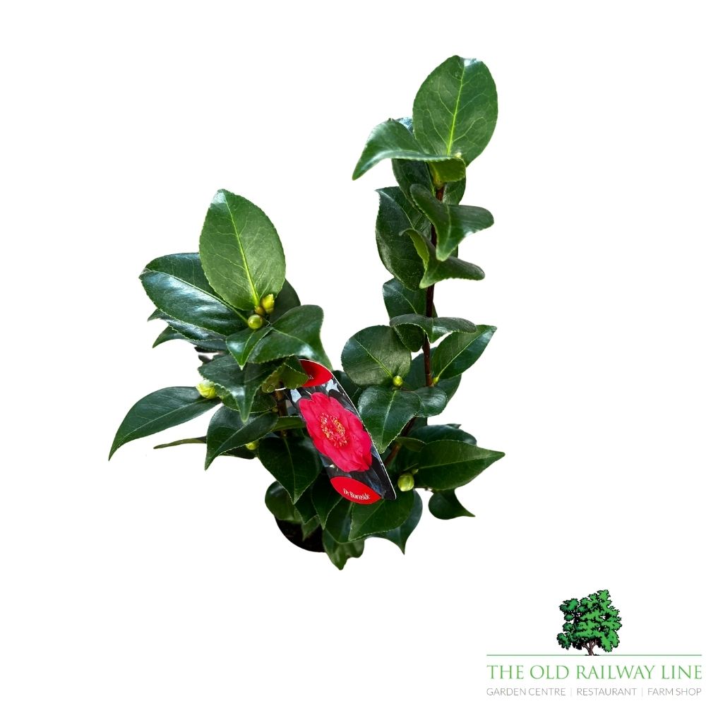 Camellia japonica 'Burnside' Plant - 1.5Ltr Pot