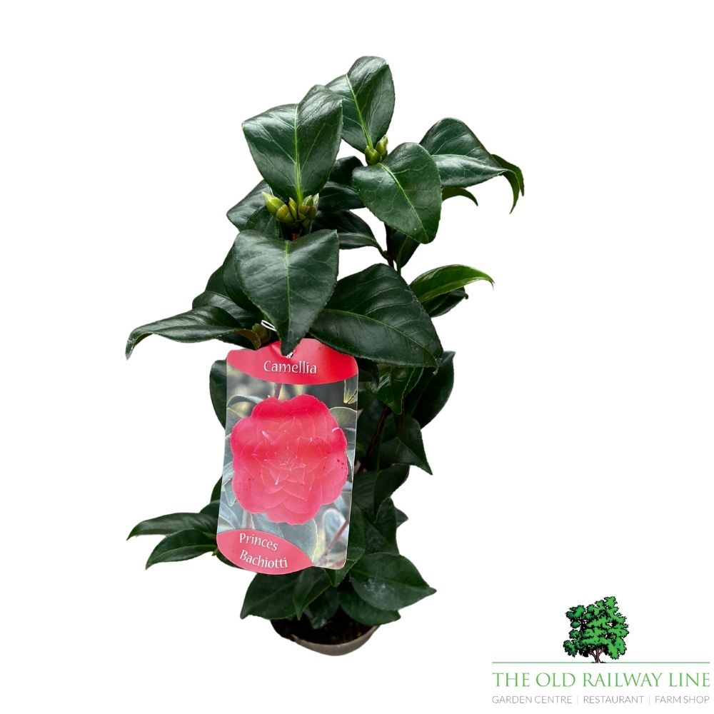 Camellia japonica 'Princess Bachiotti' Plant - 1.5Ltr Pot