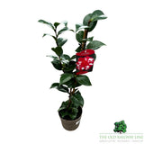Camellia japonica 'Nikisi Kerin' Plant - 1.5Ltr Pot