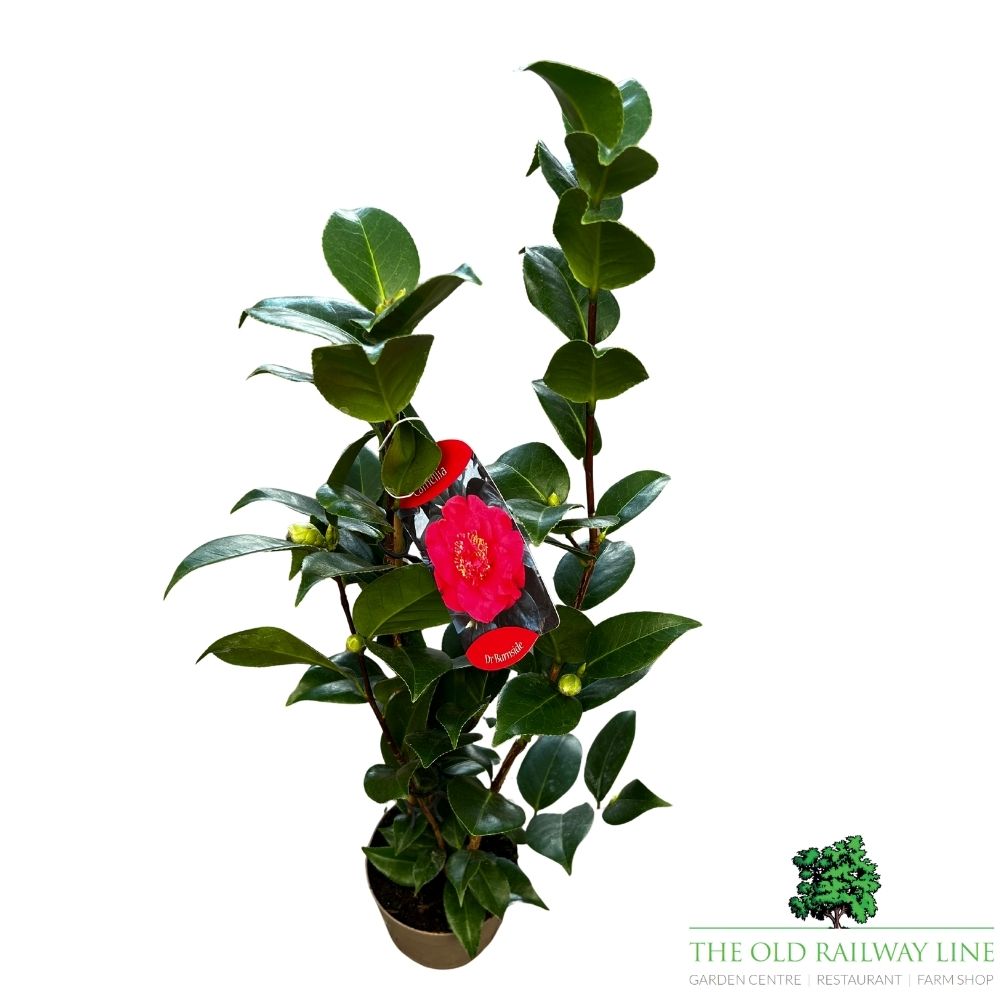 Camellia japonica 'Burnside' Plant - 1.5Ltr Pot