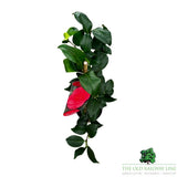 Camellia japonica 'Marie Williams' Plant - 1.5Ltr Pot