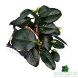 Camellia japonica 'White Swan' Plant - 1.5Ltr Pot