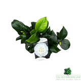 Camellia japonica 'Nobilisima' Plant - 1.5Ltr Pot