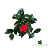 Camellia japonica 'Williamsi' Plant - 1.5Ltr Pot