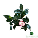 Camellia japonica 'Nuccios Pearl' Plant - 1.5Ltr Pot