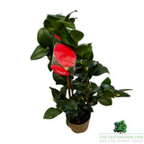 Camellia japonica 'Campbelli' Plant - 1.5Ltr Pot